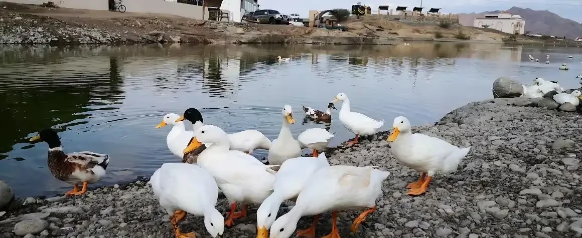 Ducks swimming in a clear water area during peaceful Hatta Dubai Tour