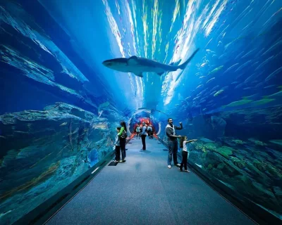 Visitors walking through the glass pedestrian tunnel of the Dubai Aquarium with a large shark swimming overhead.