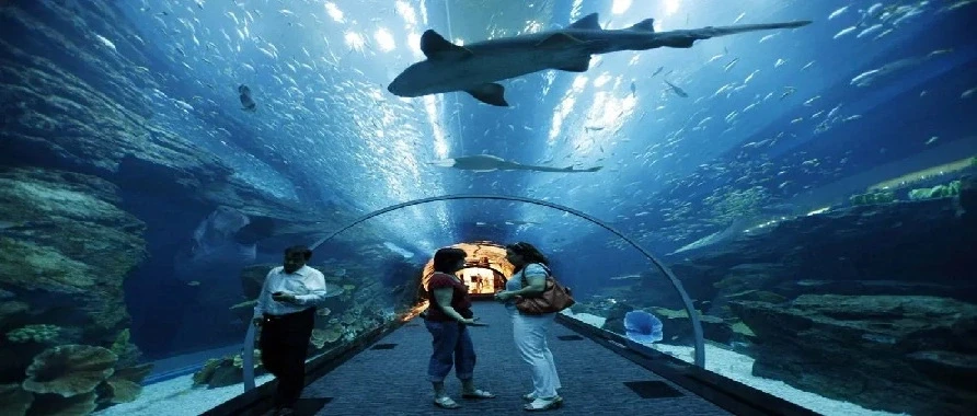 Two individuals admire an aquarium showcasing sharks, highlighting the beauty of underwater creatures.